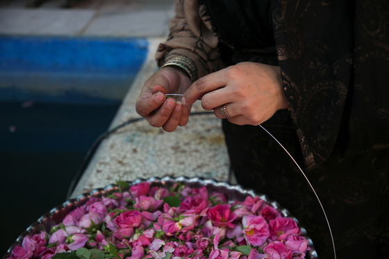 برداشت گل محمدی در روستای فرخد