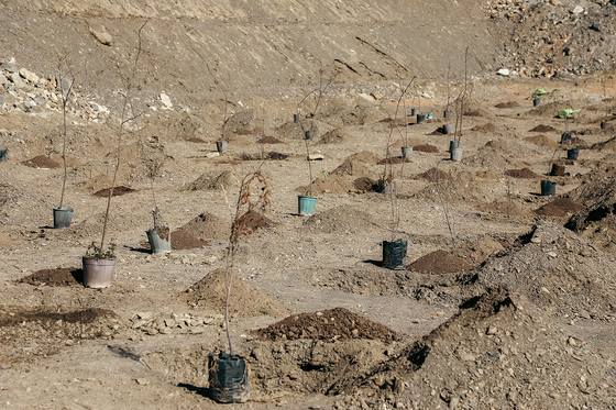 طرح مردمی کاشت یک میلیارد درخت در کشور