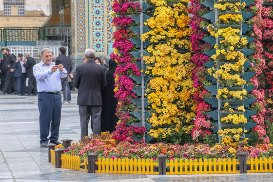 گل آرایی حرم مطهر رضوی در دهه کرامت 